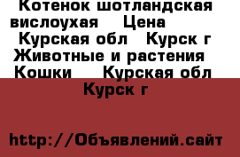 Котенок шотландская вислоухая  › Цена ­ 2 000 - Курская обл., Курск г. Животные и растения » Кошки   . Курская обл.,Курск г.